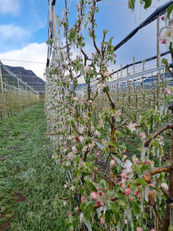 Versigglhof Appiano Sulla Strada Del Vino Bagian luar foto